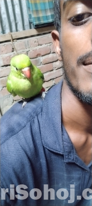 রিংনেট টিয়া